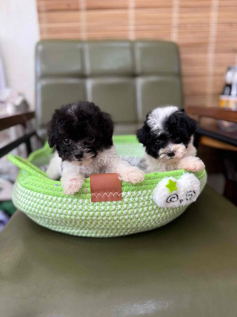 Poodle bò sữa thuần chuẩn Đà Nẵng size bé xinh. Mua bán Chó tại Quận Thanh Khê Đà Nẵng được đăng bởi Thy Thy hình 1