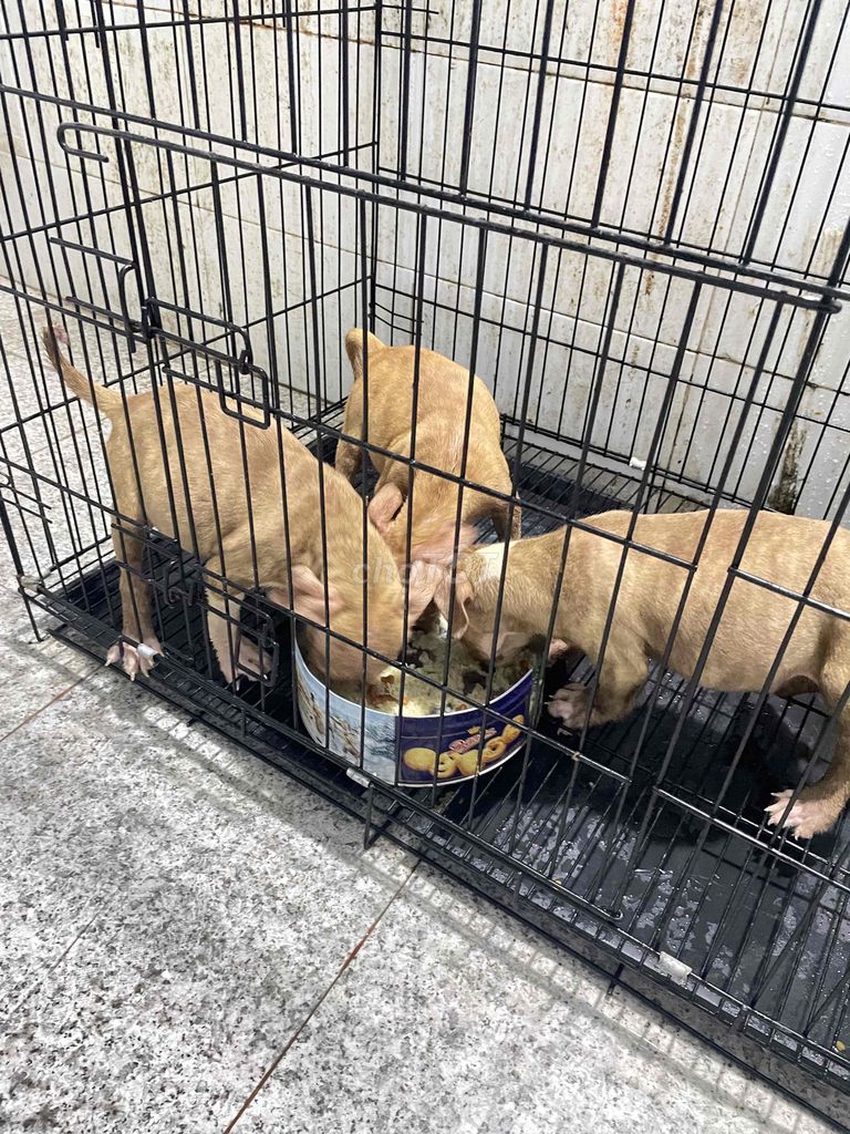 bầy bully nhà đẻ. Mua bán Chó tại Huyện Bình Chánh Tp Hồ Chí Minh được đăng bởi Nguyễn Tiến hình 1