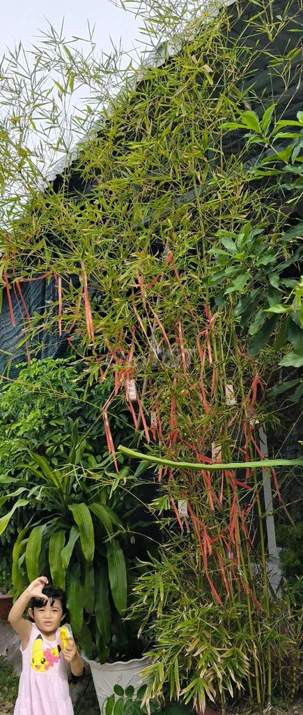 Cây cảnh Trúc đùi ếch cao. Mua bán Cây cảnh, đồ trang trí tại Huyện Chợ Mới An Giang được đăng bởi Mỹ Phước hình 1