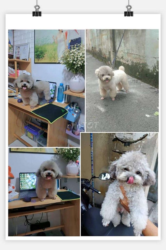 Nhận phối giống chó poodle xám khói