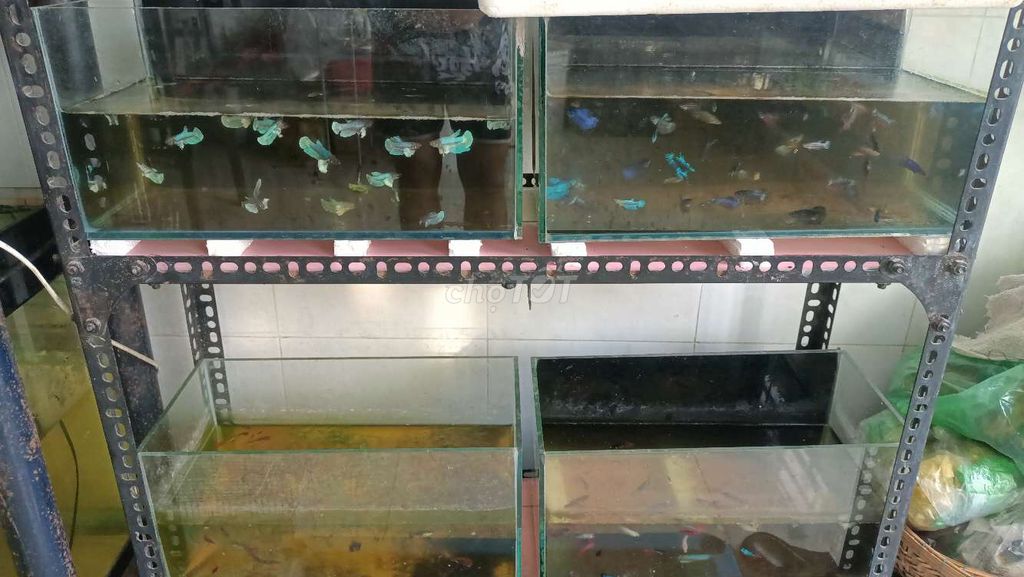 Cá Betta đủ loại chỉ từ 20k đến 40k. Mua bán Thú cưng khác tại Quận Bình Tân Tp Hồ Chí Minh được đăng bởi Betta sỉ lẻ hình 4