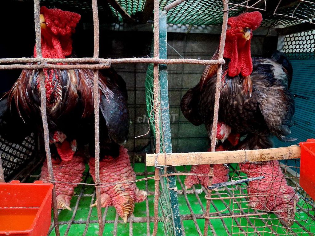 Gà 5kg chân khủng ❤️❤️❤️❤️. Mua bán Gà tại Thành phố Thủ Đức Tp Hồ Chí Minh được đăng bởi chuyên cung cấp gà đông tảo thuần chủng  hình 1