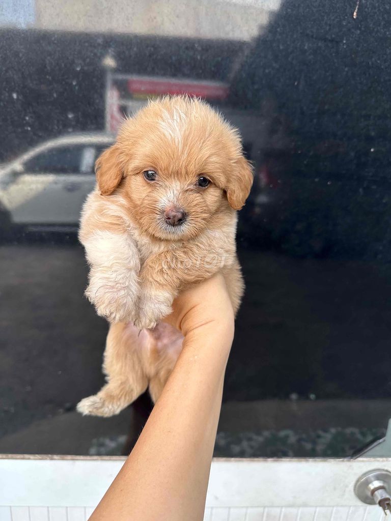 Chó Phốc Sóc lai Poodle 2 tháng. Mua bán Chó tại Quận Bình Tân Tp Hồ Chí Minh được đăng bởi HA NGUYEN hình 1