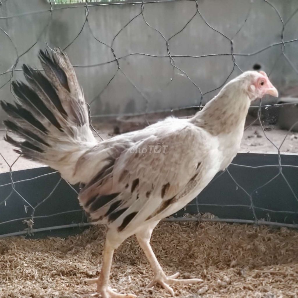 Mái tre rặc 1 máu 1k1. Mua bán Gà tại Huyện Phú Giáo Bình Dương được đăng bởi Chuyên Gà Hồ Tiến Vua hình 1