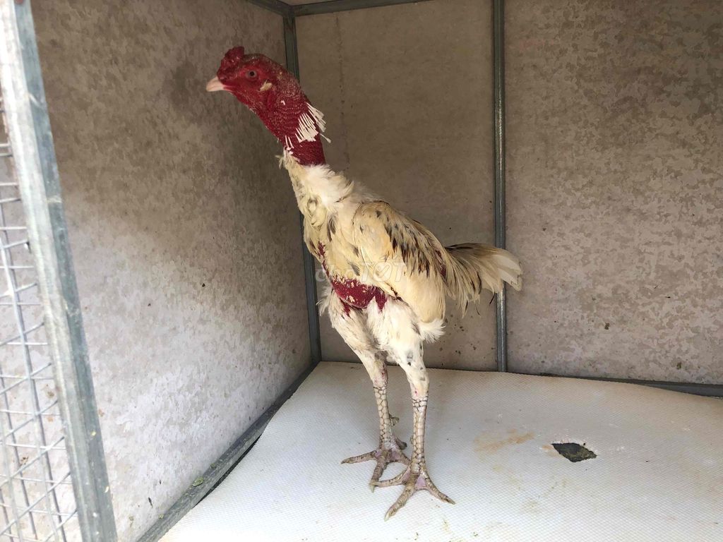 Gà tơ Đực Đen, trắng. Mua bán Gà tại Thành phố Buôn Ma Thuột Đắk Lắk được đăng bởi Mr Đạt hình 1