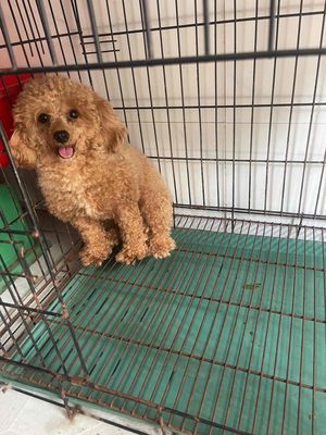 poodle cái tơ tiny 9 tháng chuẩn bị salơ giá rẻ