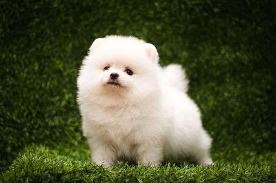 Pomeranian - Chó Phốc Sóc thuần chủng
