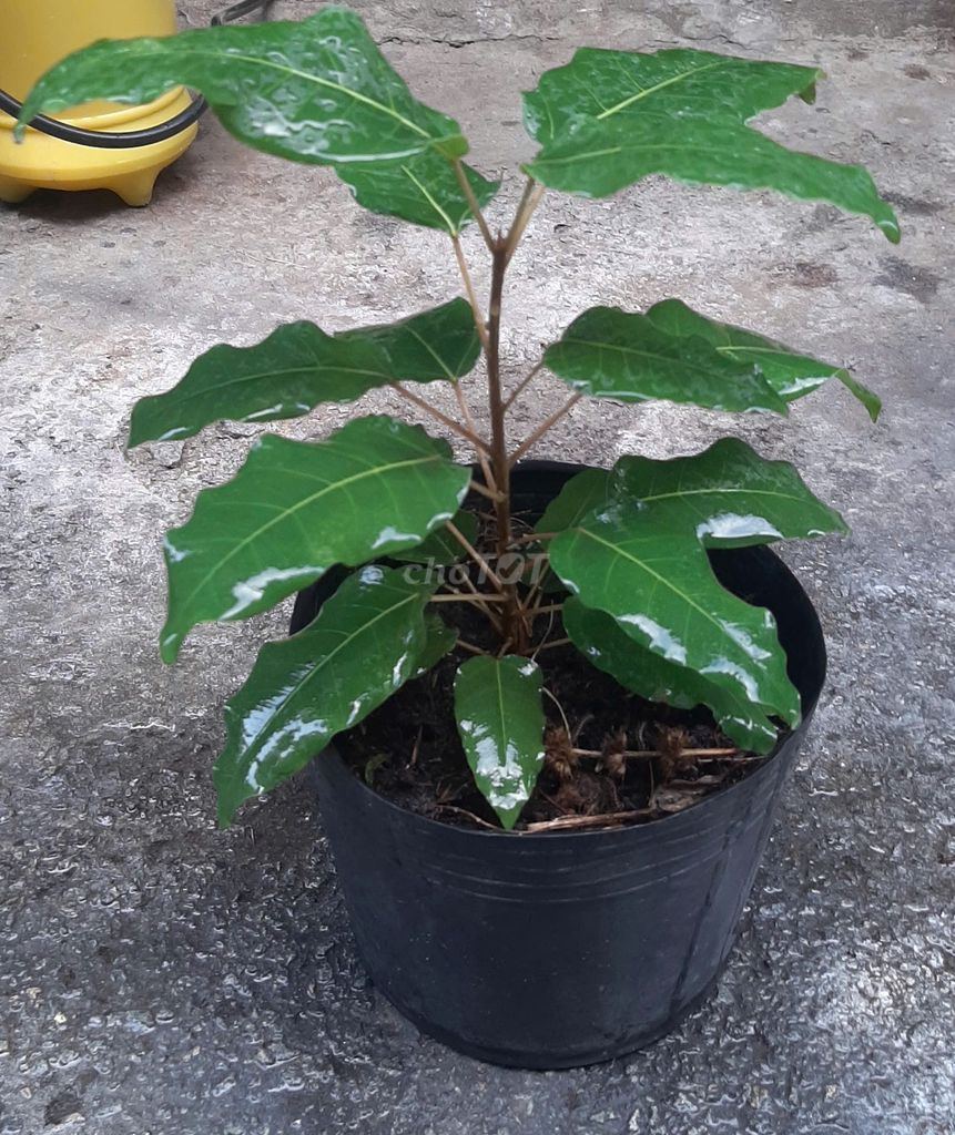 Cây Bồ Đề 3 Tháng Tuổi; Cao: 25cm.