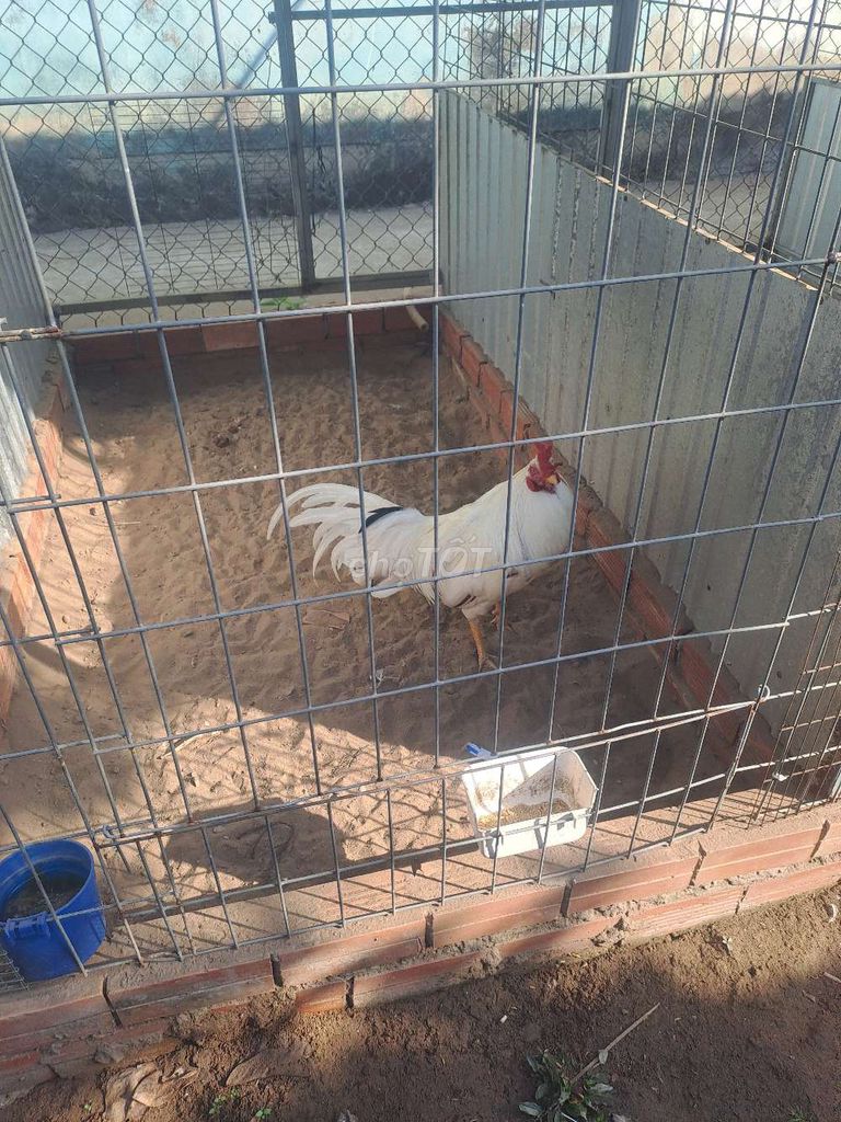 Gà Trắng 2.5kg - 3.2kg. Mua bán Gà tại Huyện Vĩnh Thạnh Cần Thơ được đăng bởi Phạm Quý hình 1