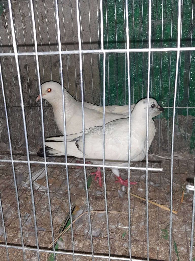 Chim bồ câu Pháp Trắng. Mua bán Chim tại Huyện Hóc Môn Tp Hồ Chí Minh được đăng bởi Đạt Gà Tre hình 1