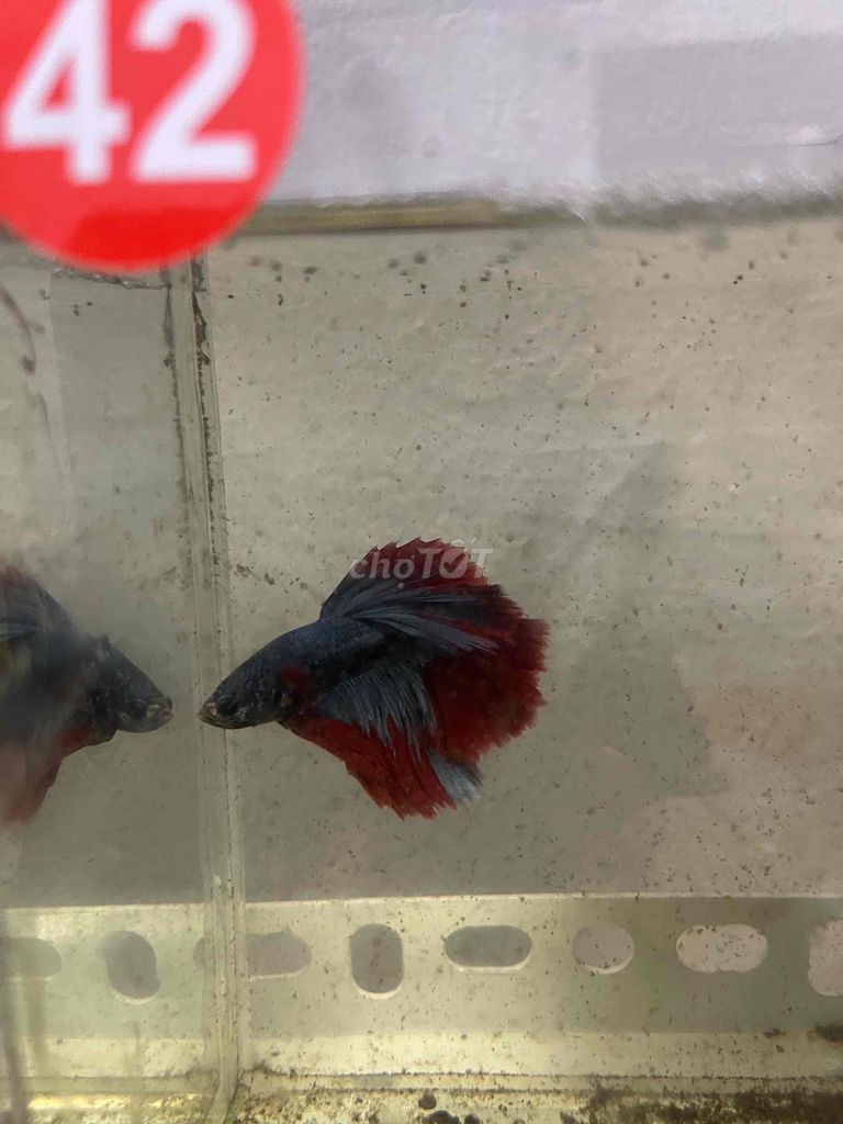 Cá Betta HaflMoon giá rẻ. Mua bán Thú cưng khác tại Quận 8 Tp Hồ Chí Minh được đăng bởi Phúc Nguyễn hình 2