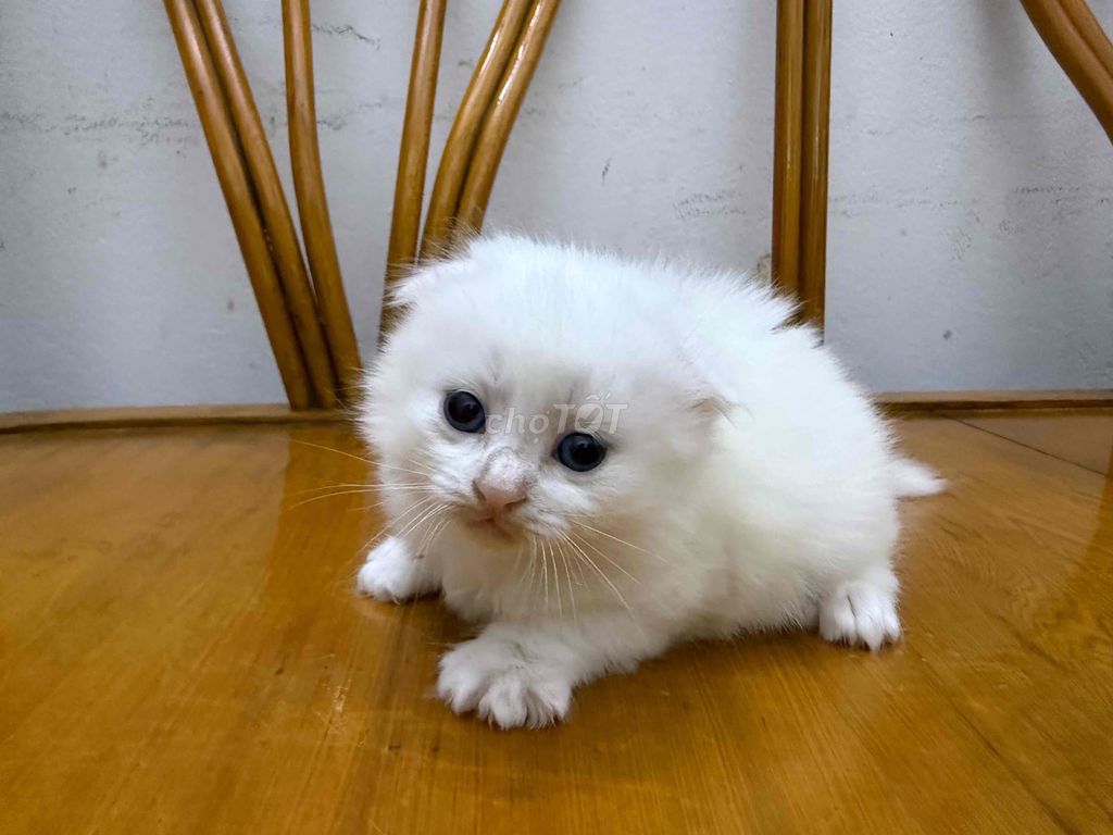 Mèo Anh lông dài chân ngắn 45-60 ngày. Mua bán Mèo tại Quận Tây Hồ Hà Nội được đăng bởi Nguyễn Loan hình 1