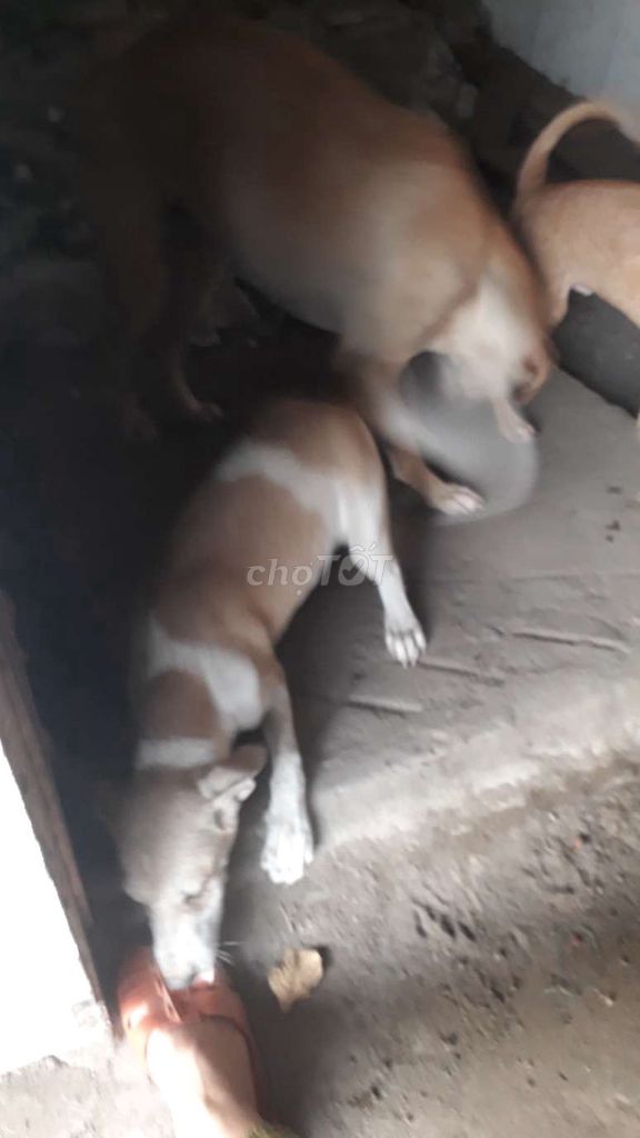 Chó cỏ cái 3 tháng tuổi. Mua bán Chó tại Thành phố Thuận An Bình Dương được đăng bởi lê hồng phúc  hình 1