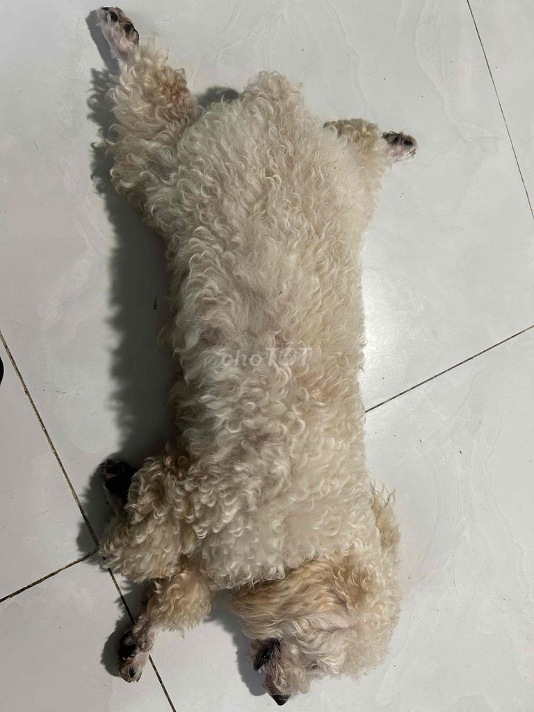 Chó Poodle Kem thân thiện đã tiêm phòng. Mua bán Chó tại Thành phố Bà Rịa Bà Rịa - Vũng Tàu được đăng bởi hồng nhung hình 1