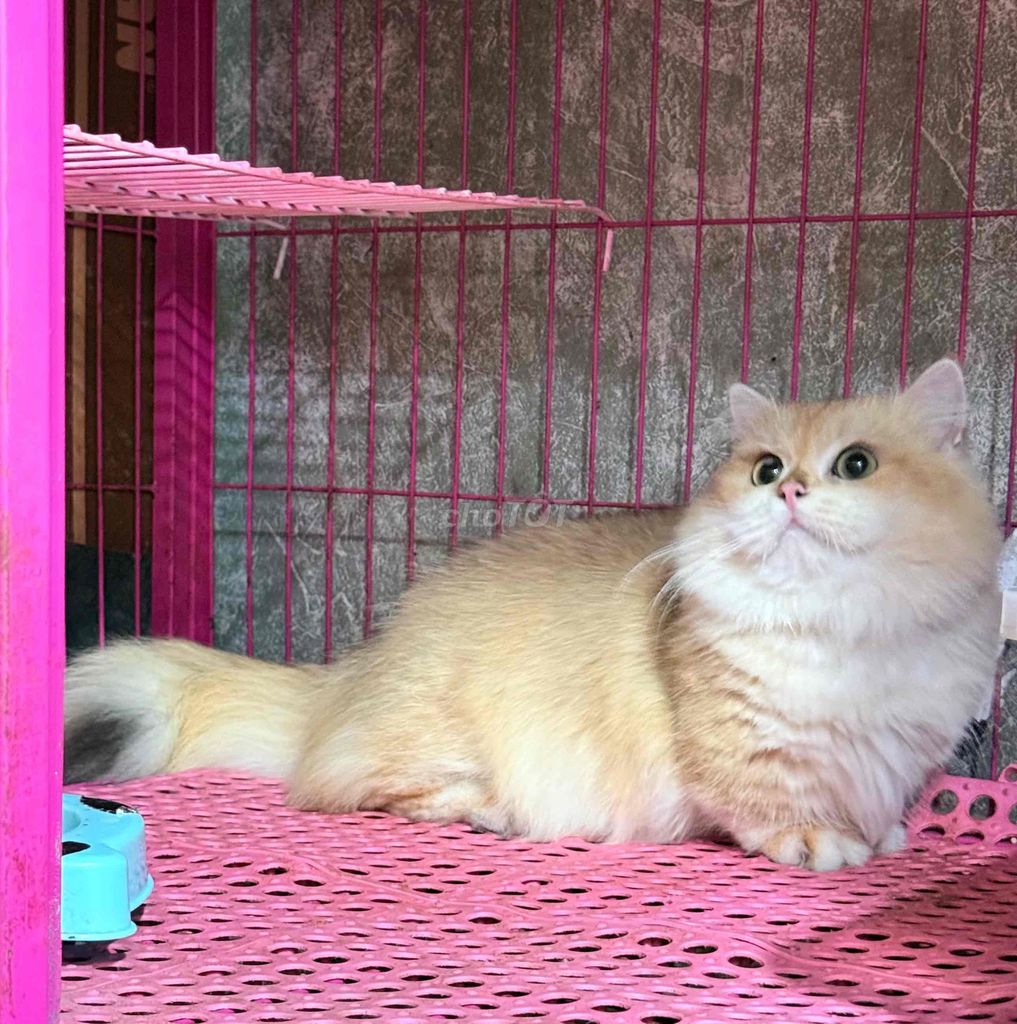 Q3 - Chuyên phối Lùn , có clip mới thu Tiền phối. Mua bán Mèo tại Quận 3 Tp Hồ Chí Minh được đăng bởi Kim Phương hình 1