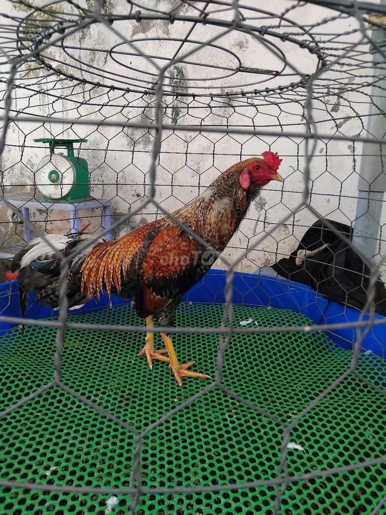 Gà trống 2.1-2.2kg Đực. Mua bán Gà tại Huyện Lấp Vò Đồng Tháp được đăng bởi Bang Nguyen hình 1