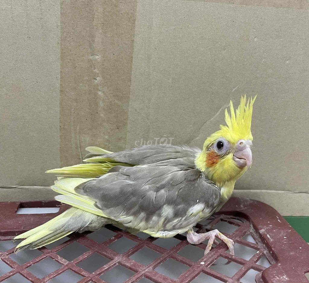 Chim Vẹt Cockatiel Vàng xám Non. Mua bán Chim tại Quận 8 Tp Hồ Chí Minh được đăng bởi Nguyen Le Truong Han hình 1
