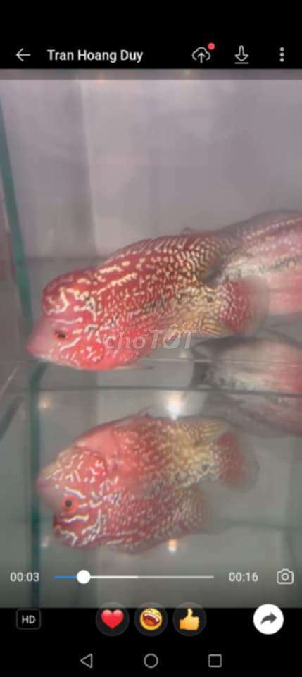 Cá La Hán mái Đỏ, Trắng. Mua bán Thú cưng khác tại Quận Bình Thạnh Tp Hồ Chí Minh được đăng bởi võ bá chiêu hình 1