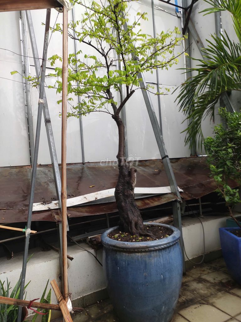 Cây khế ngọt 3m đang đâm lộc. Mua bán Cây cảnh, đồ trang trí tại Quận 10 Tp Hồ Chí Minh được đăng bởi Lê Văn Khả hình 1