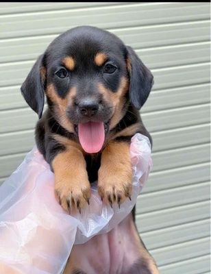 Chó Lạp xưởng cái 2 tháng 1 mũi vacine