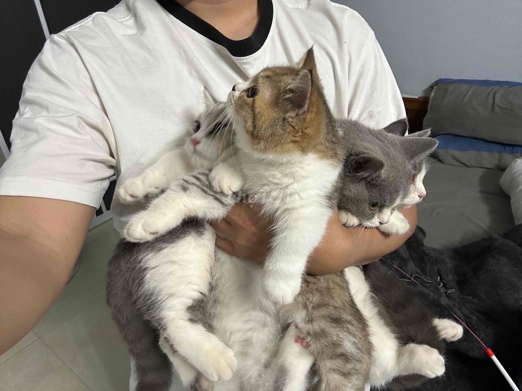 mèo anh lông ngắn lùn màu bicolor mũi hồng. Mua bán Mèo tại Thành phố Bắc Ninh Bắc Ninh được đăng bởi Nguyen Hung hình 5