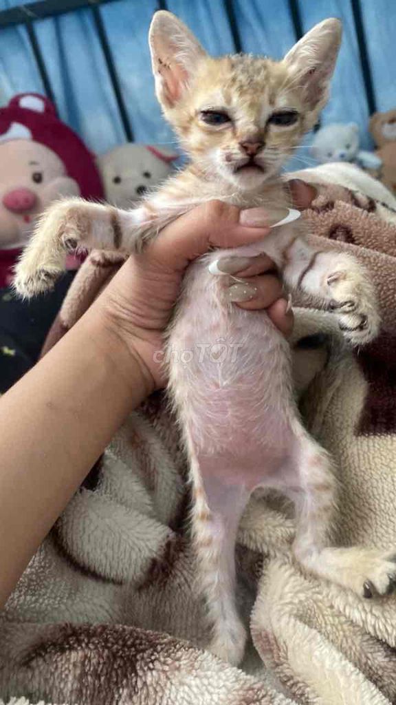 Mèo ta. Mua bán Mèo tại Thành phố Vị Thanh Hậu Giang được đăng bởi Văn Hoà hình 1