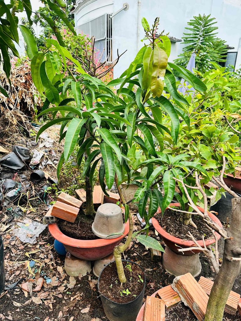 Xoài Tím Ngọc Vân cây khoẻ đẹp đang bông. Mua bán Cây cảnh, đồ trang trí tại Quận Gò Vấp Tp Hồ Chí Minh được đăng bởi Vườn Kiểng Nhà Nị Ny hình 1