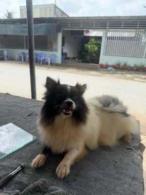 Tìm nhà mới cho bé phóc sóc cái 7 tháng tuổi. Mua bán Chó tại Quận Ninh Kiều Cần Thơ được đăng bởi Mê Nuôi Cá
