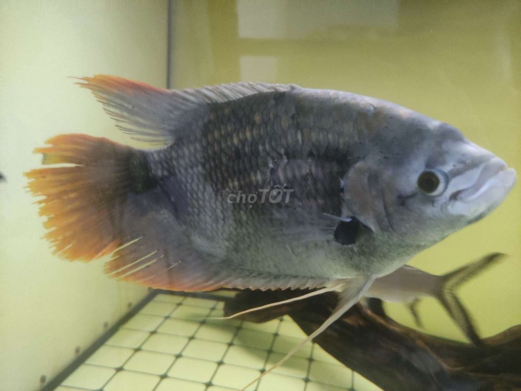Hồng kì phát tài size lớn