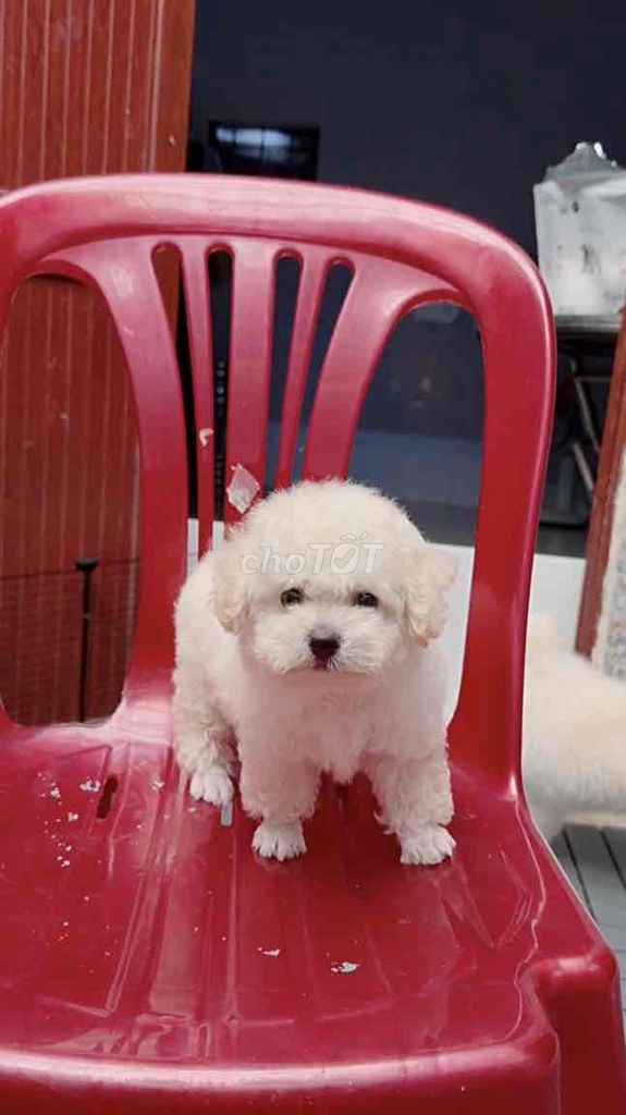 Chó Poodle Trắng Cả hai. Mua bán Chó tại Thành phố Long Khánh Đồng Nai được đăng bởi Châu Trần hình 1