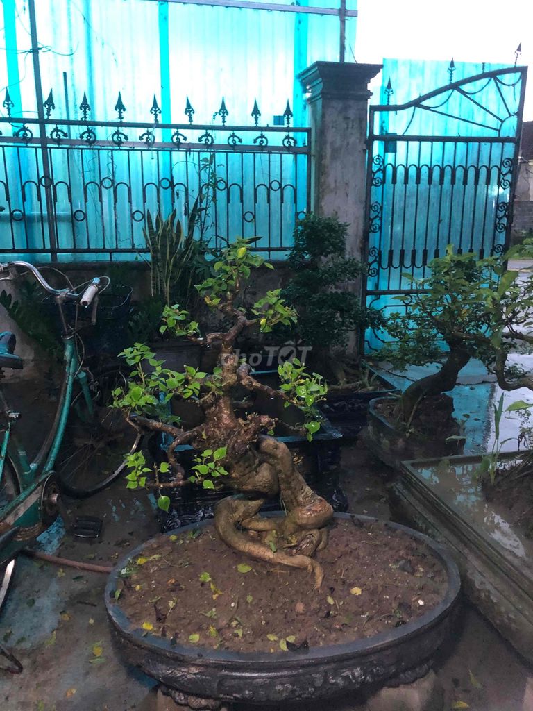 Cây cảnh Hoa giấy Bonsai. Mua bán Cây cảnh, đồ trang trí tại Huyện Đô Lương Nghệ An được đăng bởi bảo ngọc hình 1