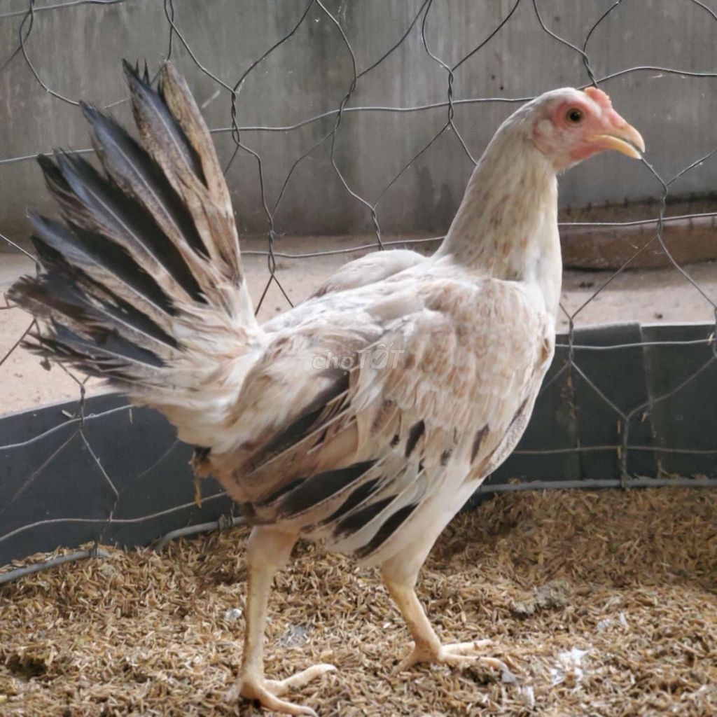 Mái tre rặc 1 máu 1k1. Mua bán Gà tại Huyện Phú Giáo Bình Dương được đăng bởi Chuyên Gà Hồ Tiến Vua hình 2