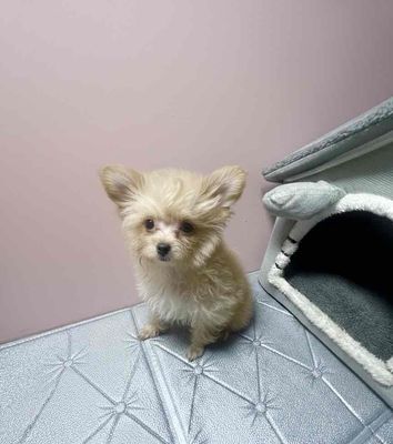 🌸POODLE TEACUP ĐỰC 4 THÁNG + 2VACXIN🌸