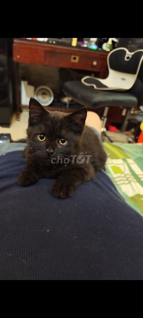 Mèo Anh Lông Ngắn đực 2.5 tháng. Mua bán Mèo tại Quận Tân Bình Tp Hồ Chí Minh được đăng bởi Tran Nam Duong hình 1