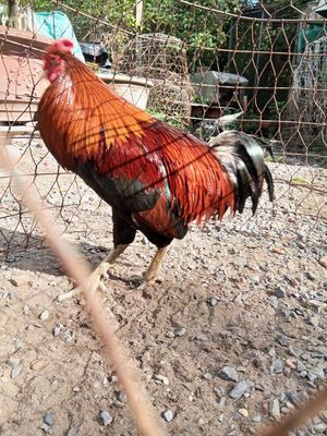 Gà 2kg8 chồng độ cái ăn cái thua. Mua bán Gà tại Thành phố Thủ Đức Tp Hồ Chí Minh được đăng bởi Bảo Nam