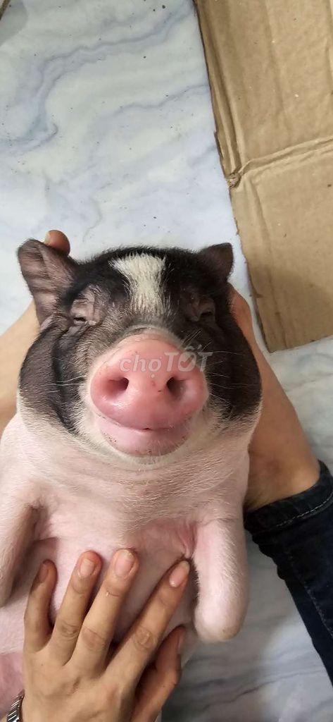 Heo mọi tặng chó