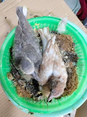 Cần bay cặp cu gáy non. Mua bán Chim tại Huyện Bình Chánh Tp Hồ Chí Minh được đăng bởi chim cu gáy 