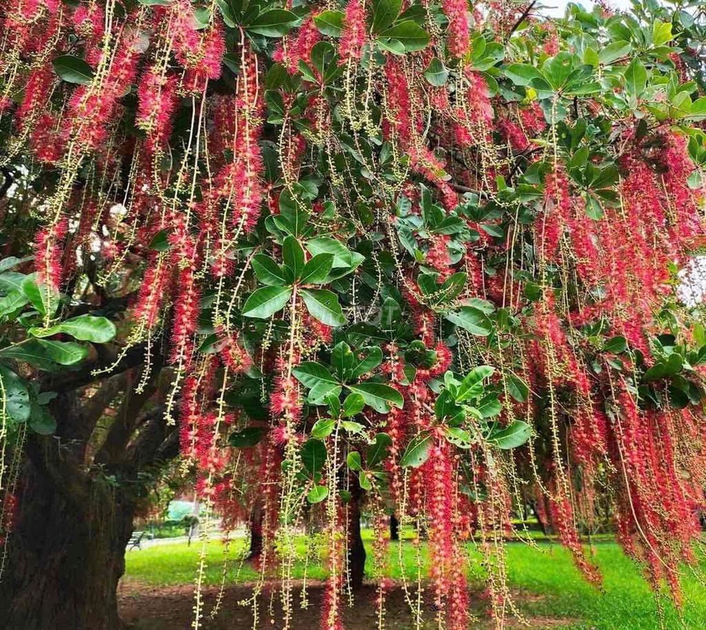 Cây Lộc Vừng Đỏ. Mua bán Cây cảnh, đồ trang trí tại Huyện Bình Chánh Tp Hồ Chí Minh được đăng bởi shopmia hình 1