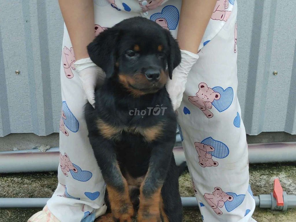 Cho rottweiler cái và đực. Mua bán Chó tại Thành phố Thủ Dầu Một Bình Dương được đăng bởi thuy tran hình 3