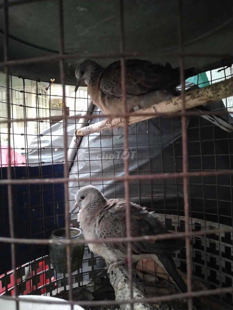 Chim mẹ malai, cha chim việt. Mua bán Chim tại Thành phố Bến Tre Bến Tre được đăng bởi Đỗ Thiện  hình 1