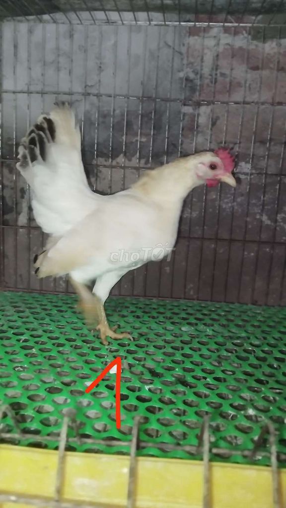 Gà Serama Mái Vàng. Mua bán Gà tại Huyện Đông Anh Hà Nội được đăng bởi Trại Gà Tre Gà Chọi Hà Nội hình 1