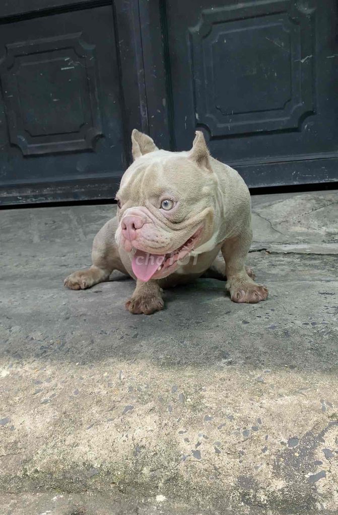 chó Bully exotic