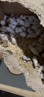 chuột bạch bầu bàng Bình Dương. Mua bán Thú cưng khác tại Huyện Bàu Bàng Bình Dương được đăng bởi Đông Nè 