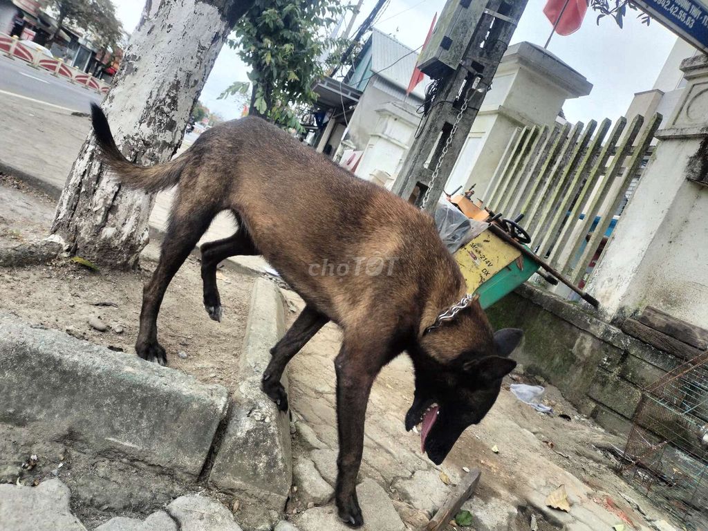 Béc bỉ cái