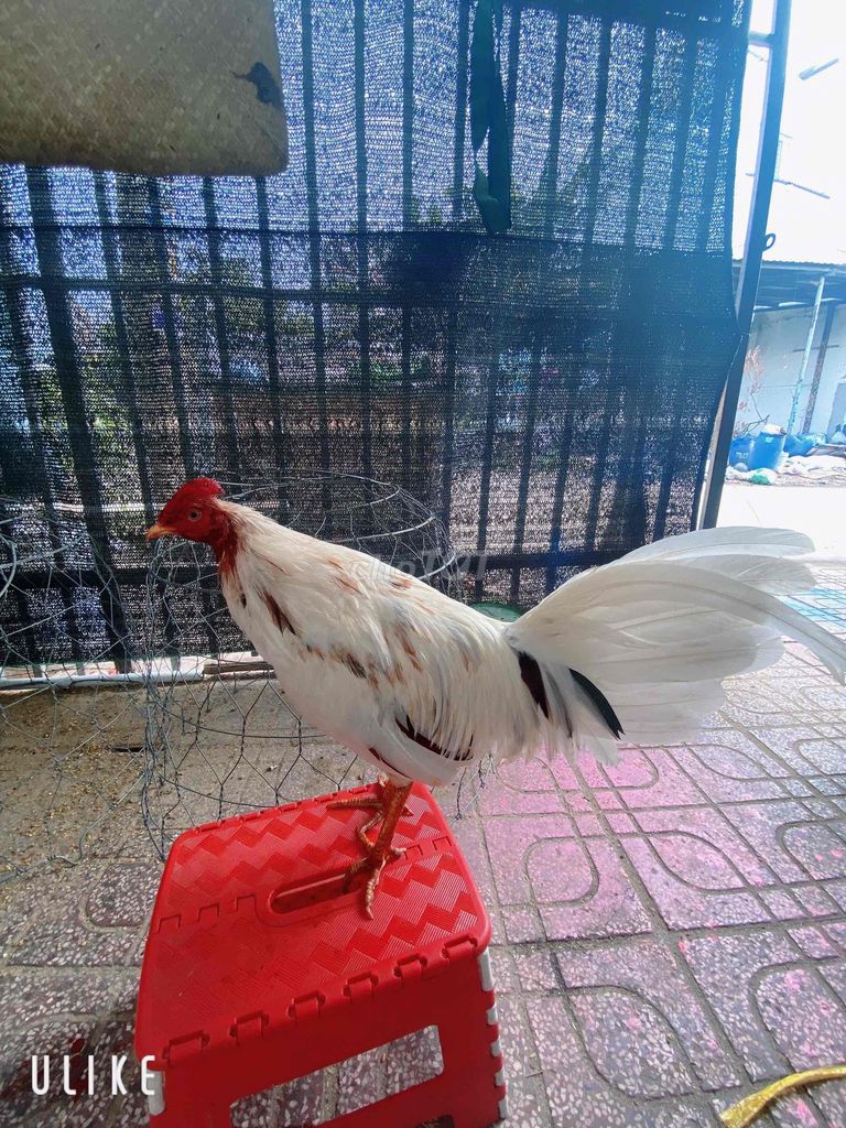 bướm cuban1k5 tay tốt long lá mới. Mua bán Gà tại Thành phố Thuận An Bình Dương được đăng bởi gà tre hình 1