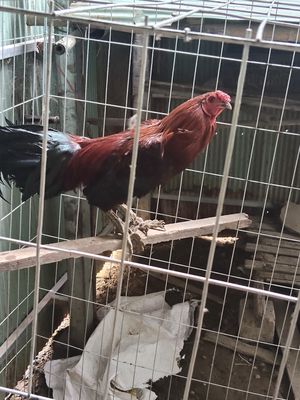 Gà chọi 2.4kg Nâu đỏ, đen. Mua bán Gà tại Huyện Cần Giuộc Long An được đăng bởi Long龍卡