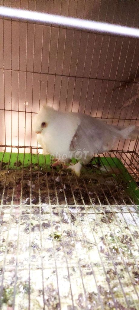 Bán bồ cầu Vải cá trống. Mua bán Chim tại Quận Bình Tân Tp Hồ Chí Minh được đăng bởi VINH  hình 2