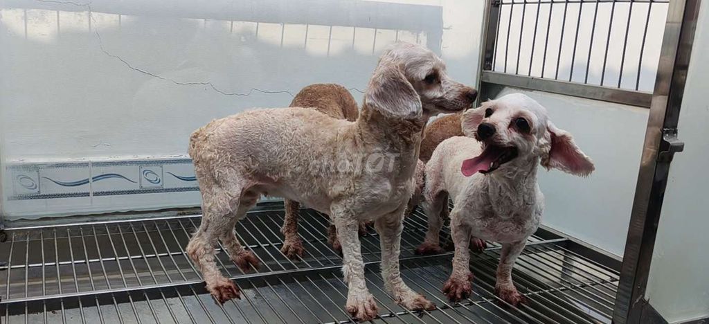 Chó Poodle đực 6 tuổi nhiều màu. Mua bán Chó tại Thành phố Thủ Đức Tp Hồ Chí Minh được đăng bởi Minh hình 1