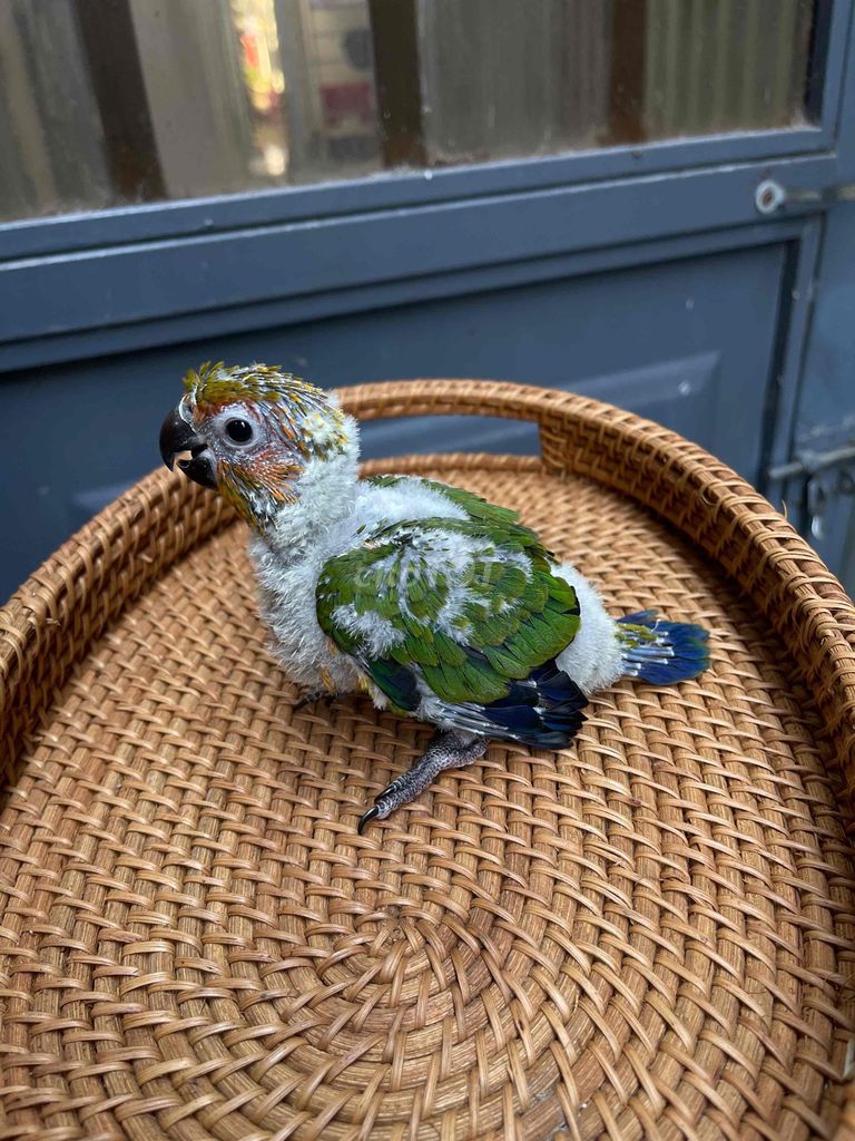 Vẹt Sun Conure Form to khoẻ. Mua bán Chim tại Quận Sơn Trà Đà Nẵng được đăng bởi Vu Nguyen hình 1