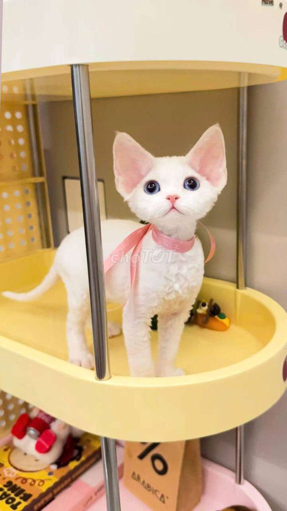 Mèo Devon Rex Trắng Nâu Vàng. Mua bán Mèo tại Quận 1 Tp Hồ Chí Minh được đăng bởi MINYCAT HCM hình 1